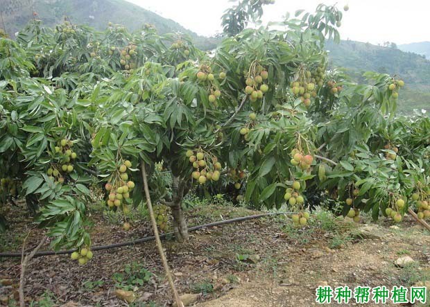荔枝树什么时候施肥? 荔枝树什么时候施肥?