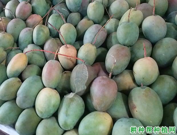 凯特芒品种好不好? 凯特芒品种好不好?