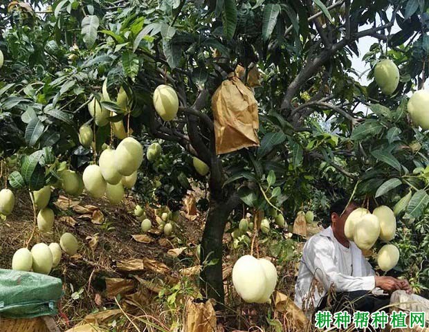 凯特芒品种好不好? 凯特芒品种好不好?