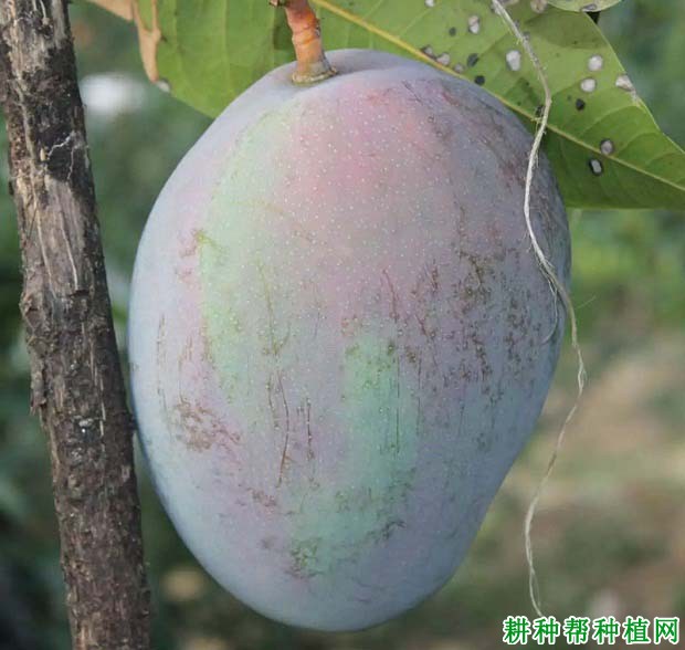 凯特芒品种好不好? 凯特芒品种好不好?