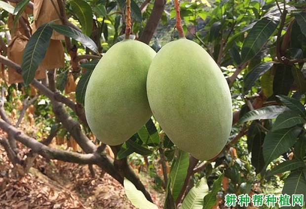 凯特芒品种好不好? 凯特芒品种好不好?