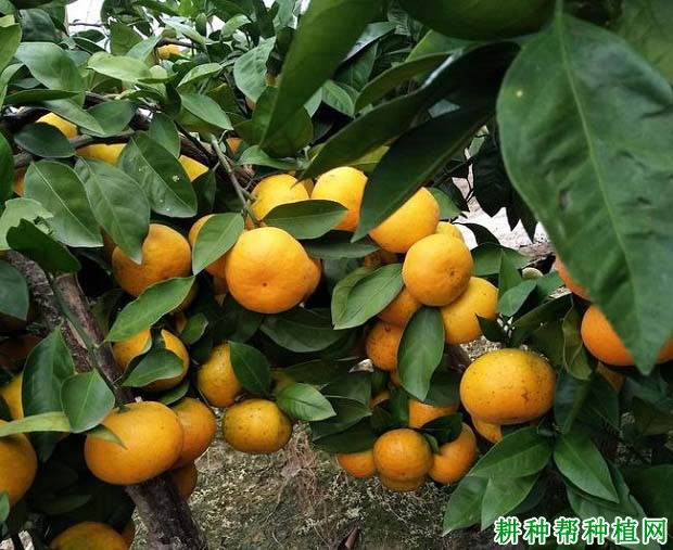 尖蜜拉菠萝蜜品种怎么样? 尖蜜拉菠萝蜜品种怎么样?