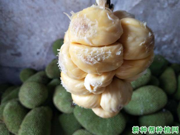 尖蜜拉菠萝蜜品种怎么样? 尖蜜拉菠萝蜜品种怎么样?