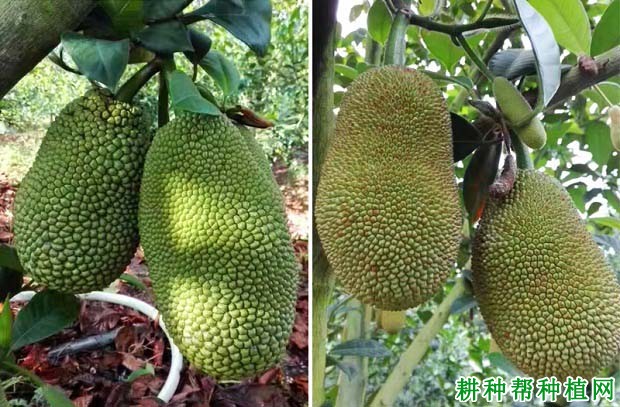 尖蜜拉菠萝蜜品种怎么样? 尖蜜拉菠萝蜜品种怎么样?