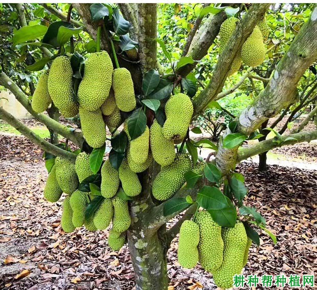 尖蜜拉菠萝蜜品种怎么样? 尖蜜拉菠萝蜜品种怎么样?