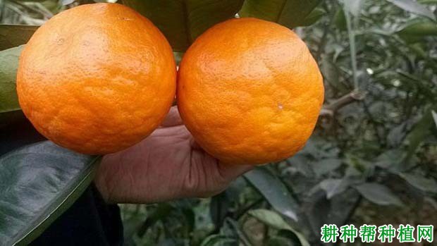 明日见柑橘品种好不好? 明日见柑橘品种好不好?