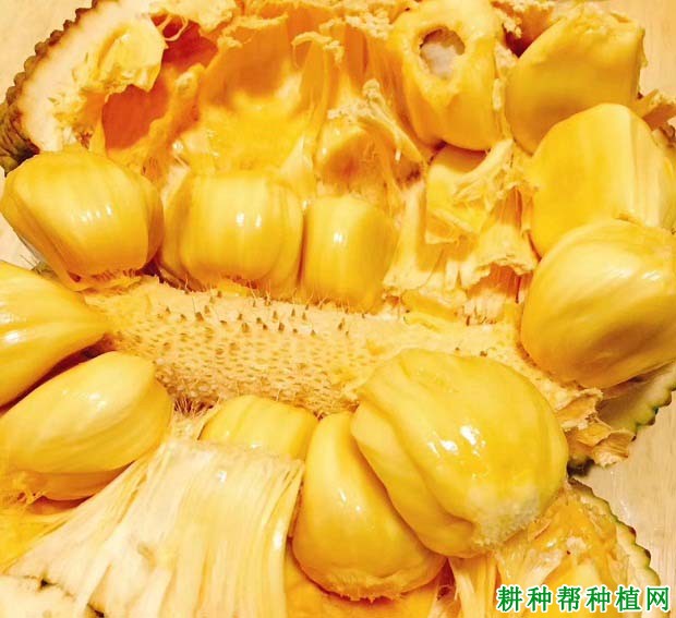尖蜜拉菠萝蜜品种怎么样? 尖蜜拉菠萝蜜品种怎么样?
