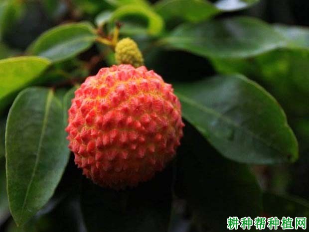 荔枝树缺肥会怎么样? 荔枝树缺肥会怎么样?