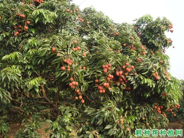 荔枝树生长需要多少肥料? 荔枝树生长需要多少肥料?
