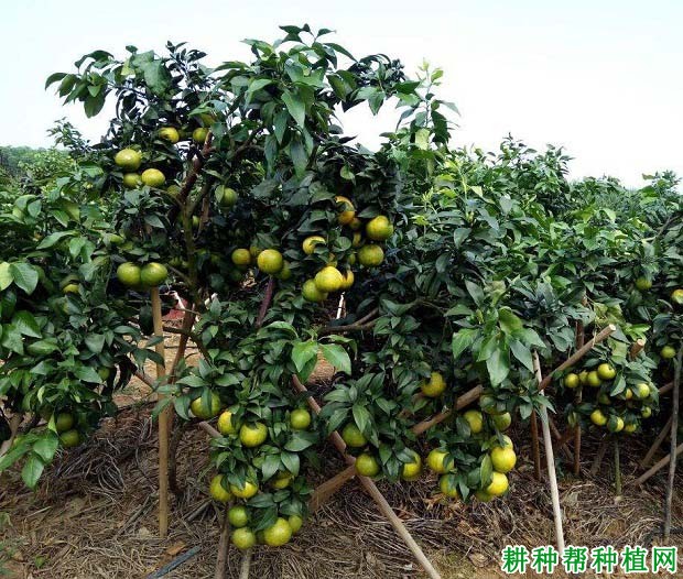 爱媛38号柑桔品种好不好? 爱媛38号柑桔品种好不好?