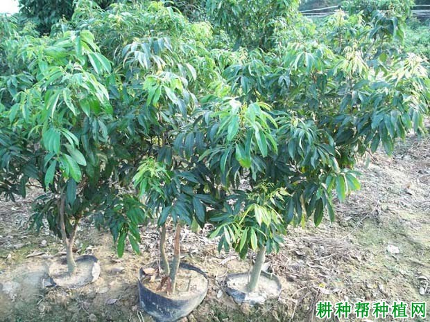 荔枝的生长过程是怎么样? 荔枝的生长过程是怎么样?