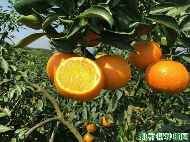 爱媛38号柑桔品种好不好? 爱媛38号柑桔品种好不好?