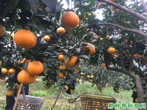 爱媛38号柑桔品种好不好? 爱媛38号柑桔品种好不好?