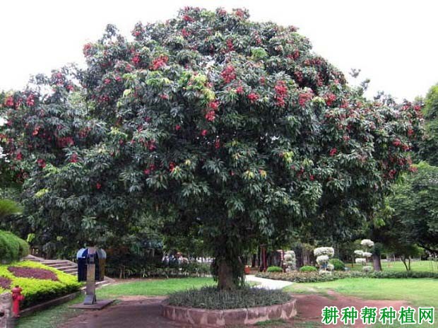 荔枝的生长过程是怎么样? 荔枝的生长过程是怎么样?