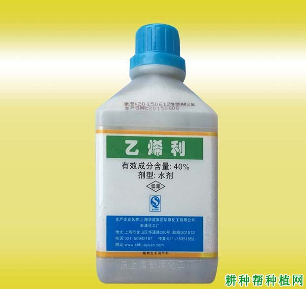 龙眼用什么药控稍好? 龙眼用什么药控稍好?