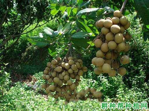 红核龙眼品种好不好? 红核龙眼品种好不好?