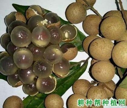 红核龙眼品种好不好? 红核龙眼品种好不好?