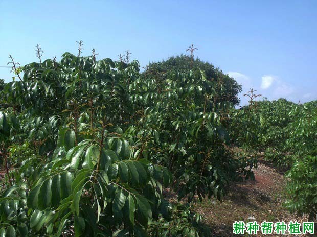 龙眼树如何施肥能克服大、小年? 龙眼树如何施肥能克服大、小年?