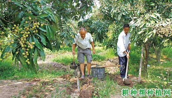 龙眼树如何施肥能克服大、小年? 龙眼树如何施肥能克服大、小年?