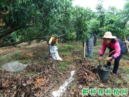 龙眼树如何施肥能克服大、小年? 龙眼树如何施肥能克服大、小年?