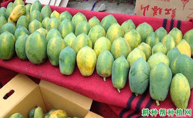 穗黄番木瓜品种好不好? 穗黄番木瓜品种好不好?