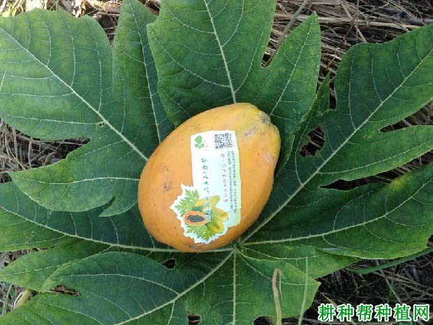 穗黄番木瓜品种好不好? 穗黄番木瓜品种好不好?