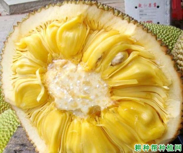 马来西亚6号菠萝蜜品种怎么样? 马来西亚6号菠萝蜜品种怎么样?
