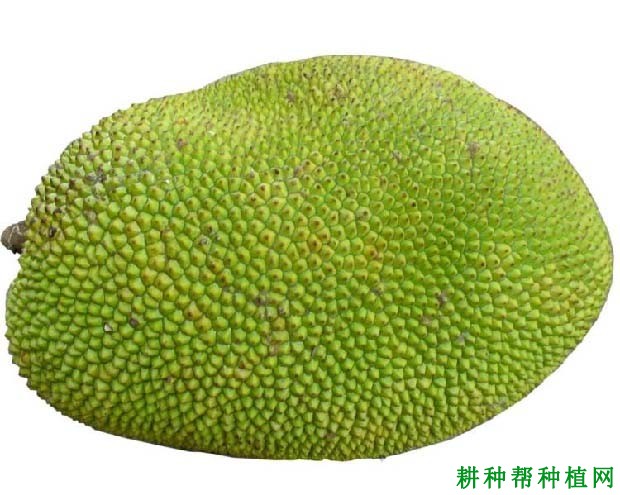 马来西亚6号菠萝蜜品种怎么样? 马来西亚6号菠萝蜜品种怎么样?