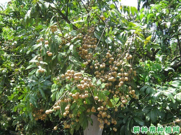 龙眼成年结果树如何施肥? 龙眼成年结果树如何施肥?