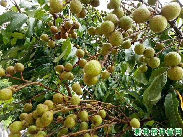 龙眼成年结果树如何施肥? 龙眼成年结果树如何施肥?