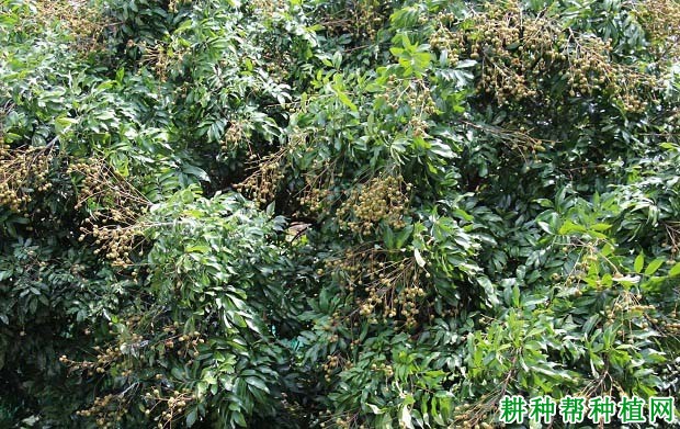 龙眼成年结果树如何施肥? 龙眼成年结果树如何施肥?