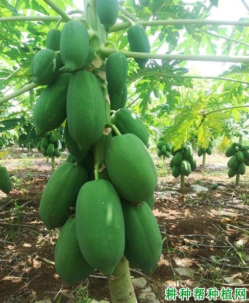 红铃1号木瓜品种好不好? 红铃1号木瓜品种好不好?