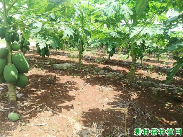 红铃1号木瓜品种好不好? 红铃1号木瓜品种好不好?