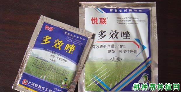 种植荔枝如何使用植物生长调节剂? 种植荔枝如何使用植物生长调节剂?