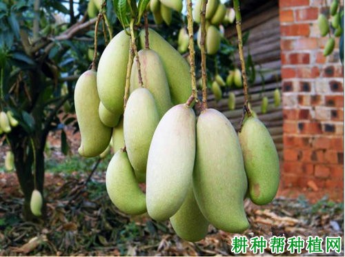 白玉芒品种好不好? 白玉芒品种好不好?