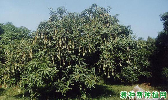 白玉芒品种好不好? 白玉芒品种好不好?