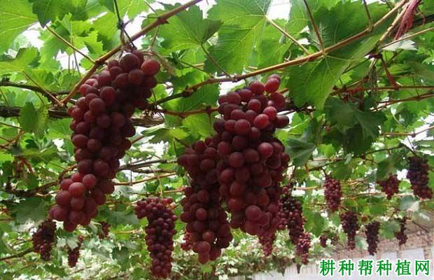 葡萄的需肥规律是怎么样? 葡萄的需肥规律是怎么样?