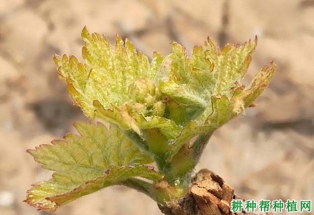 葡萄的需肥规律是怎么样? 葡萄的需肥规律是怎么样?