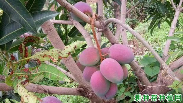 圣心芒品种好不好? 圣心芒品种好不好?