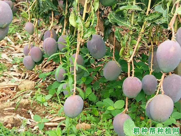圣心芒品种好不好? 圣心芒品种好不好?