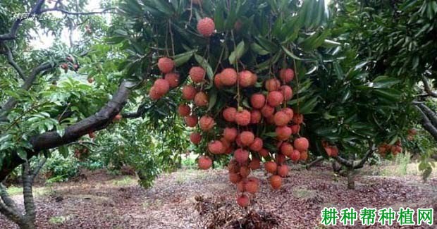 如何克服荔枝大、小年结果? 如何克服荔枝大、小年结果?