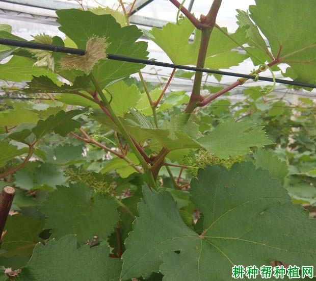 葡萄生长需要什么肥料**多? 葡萄生长需要什么肥料**多?