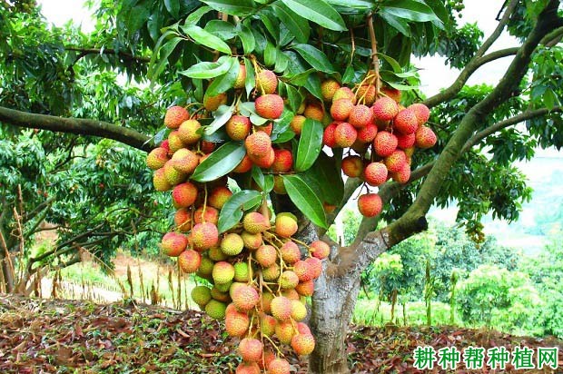 荔枝大、小年结果有什么特点? 荔枝大、小年结果有什么特点?