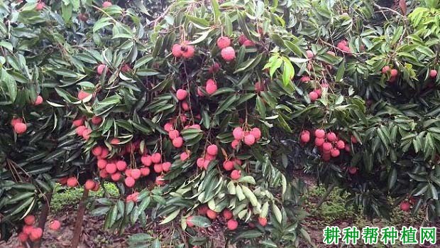 荔枝大、小年结果有什么特点? 荔枝大、小年结果有什么特点?