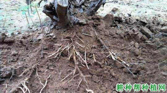 葡萄吸肥有什么特点? 葡萄吸肥有什么特点?