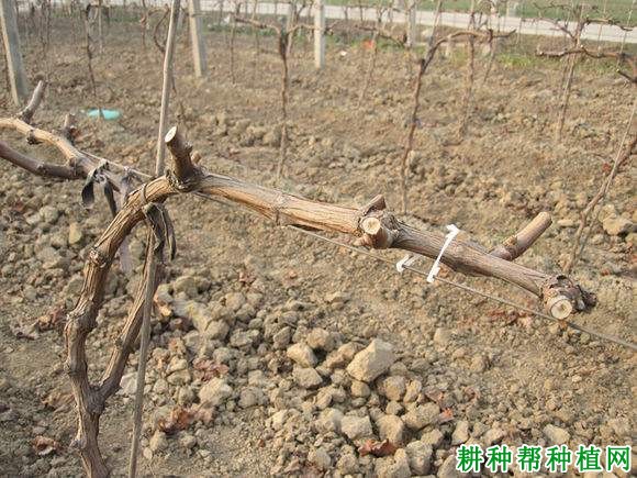 葡萄吸肥有什么特点? 葡萄吸肥有什么特点?