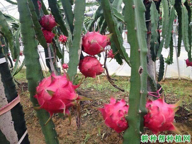 红绣球火龙果品种好不好? 红绣球火龙果品种好不好?