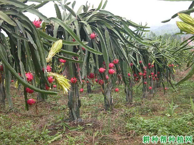 红绣球火龙果品种好不好? 红绣球火龙果品种好不好?