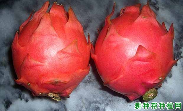 红绣球火龙果品种好不好? 红绣球火龙果品种好不好?