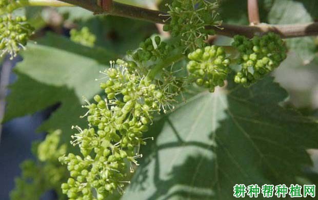 葡萄的花有哪些特性? 葡萄的花有哪些特性?
